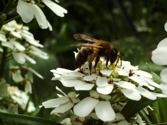 Abeille