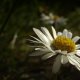 Pâquerette