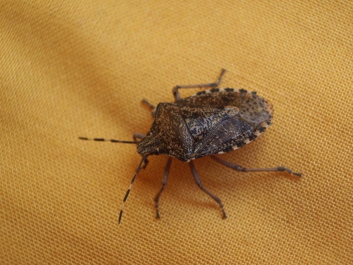 Cimex lectularius, seconde