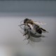 Abeille #2