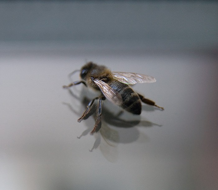 Abeille #2