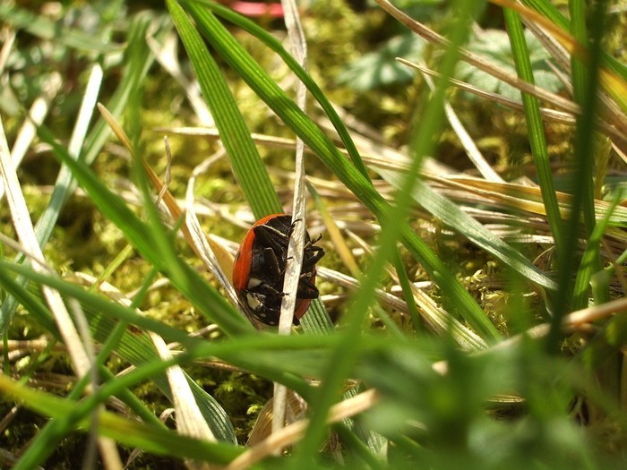 Coccinelle, permière