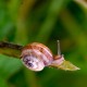 Escargot