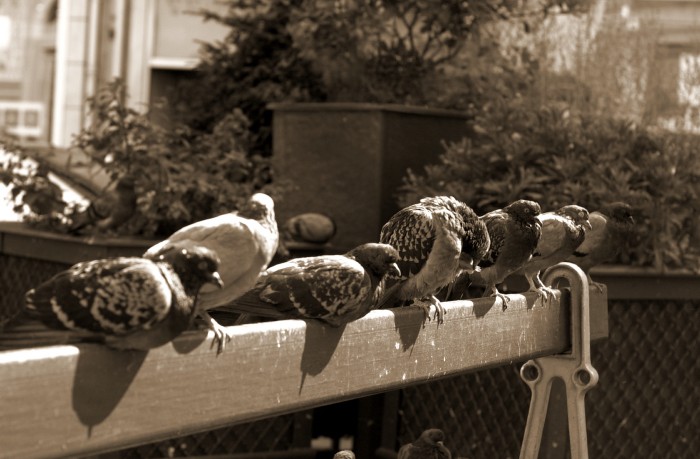 Pigeons, Grands boulevards à Paris