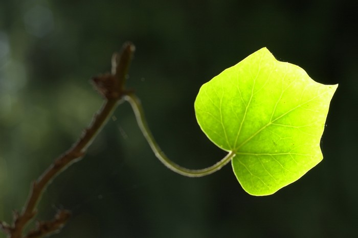 Feuille de lierre