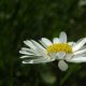 Pâquerette