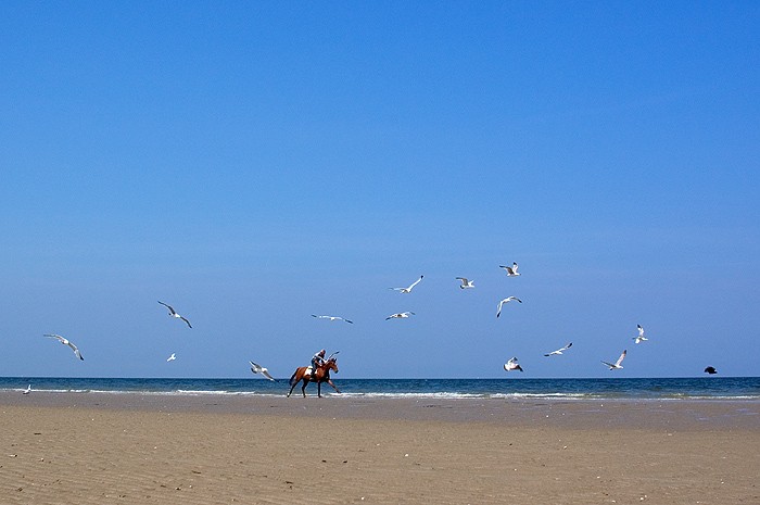 Cavalier sur la plage entre Blonville et Deauville