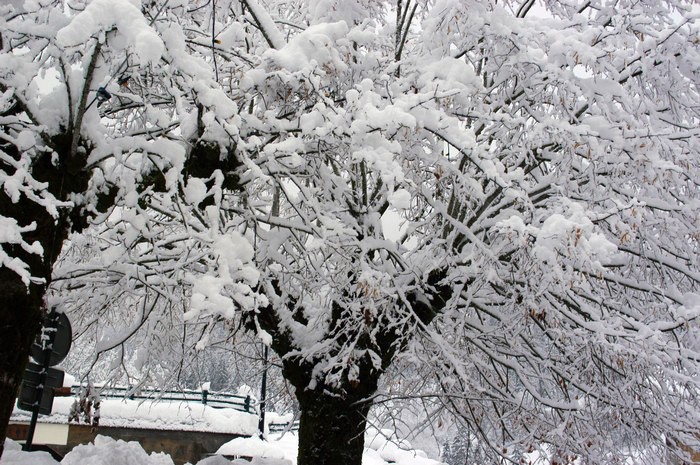 Arbres sous la neige