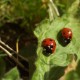 Coccinelle, troisième