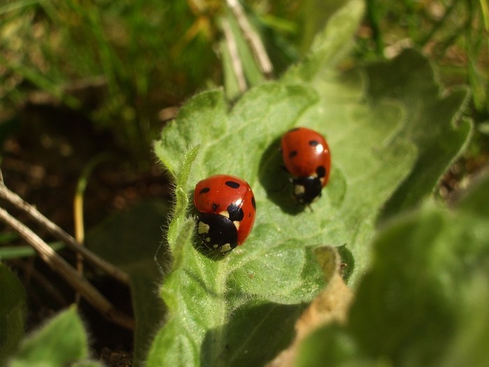 Coccinelle, troisième