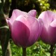 Tulipes