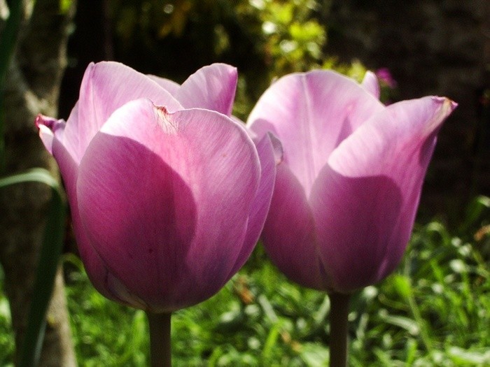 Tulipes