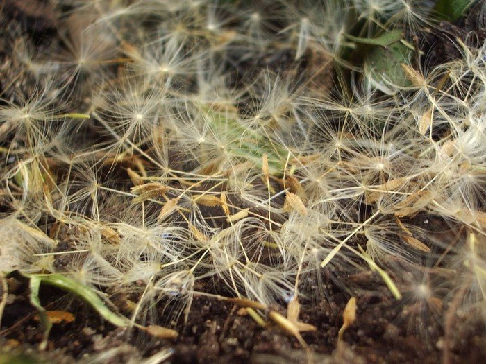 Graines de pissentlit