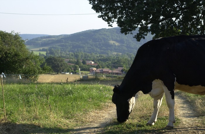 Vache