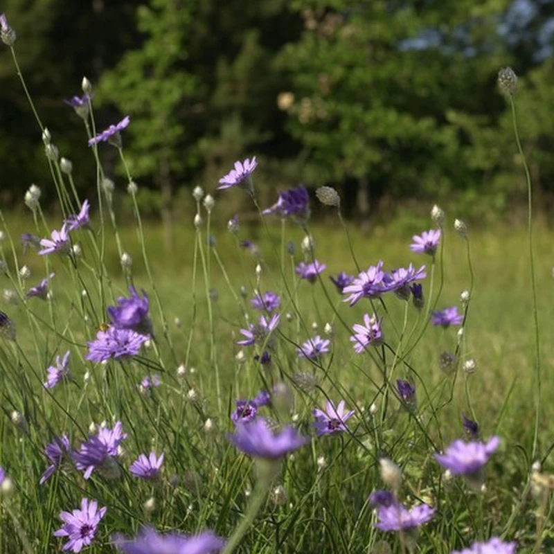 2005 › La Pastorale