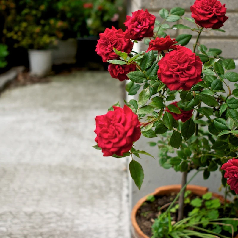 2010 › Fin de printemps