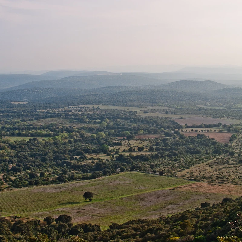 2009 › Pic Saint Loup