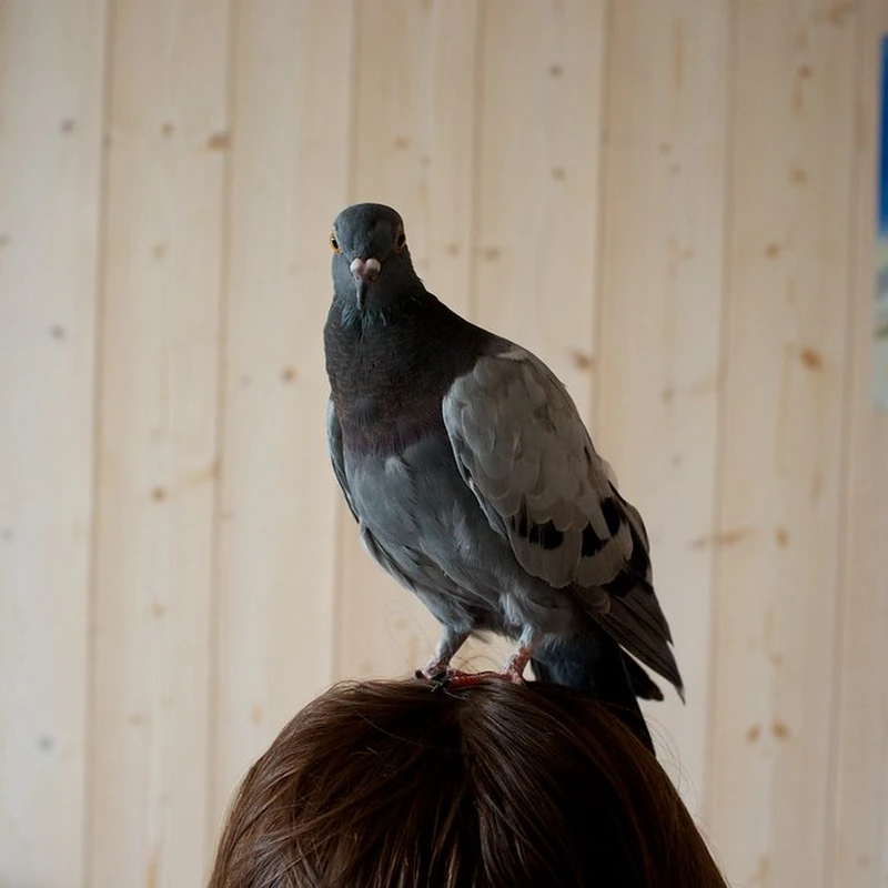 2012 › Marcel le pigeon