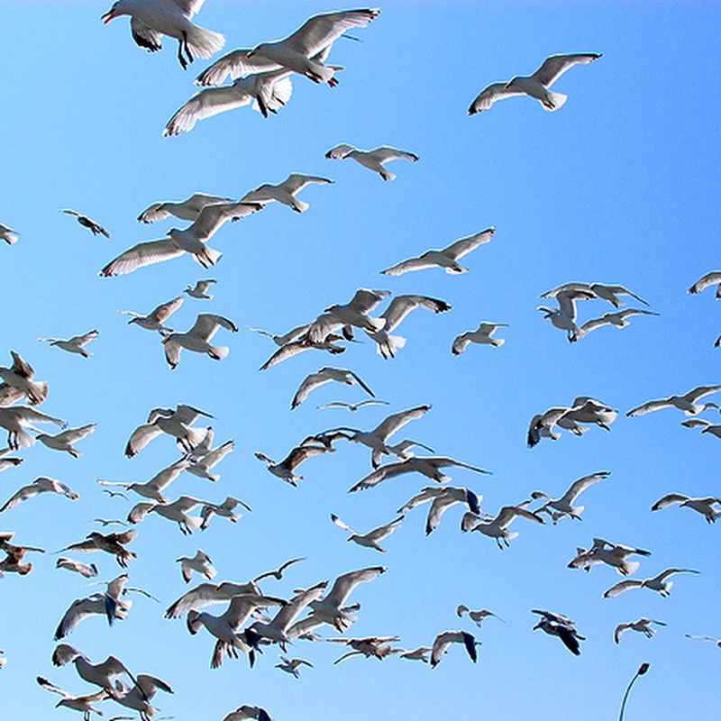 2005 › Bord de mer