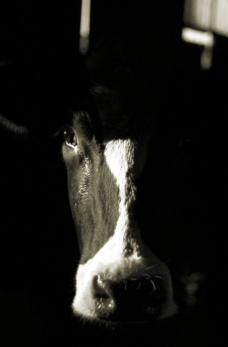 Vache